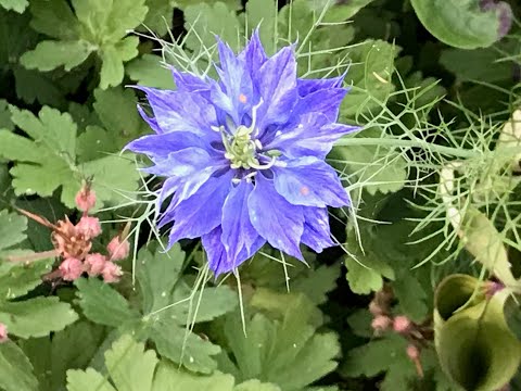 Nigelle de damas ‘nigella damascena’ ou cheveux de vénus une annuelle